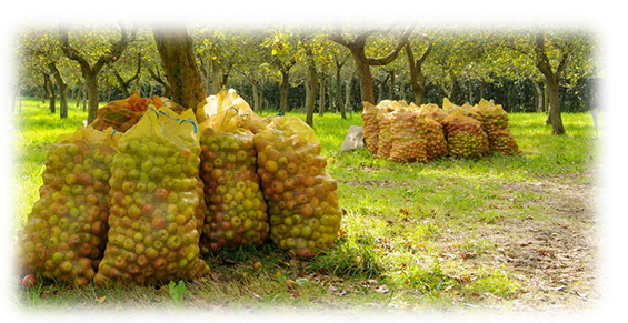 Détail d'une branche de poirier avec des poires pendantes.